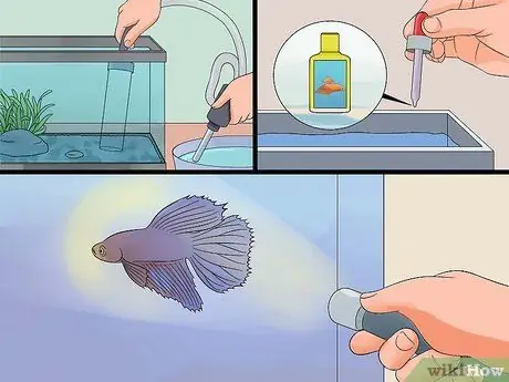 Спасение умирающей рыбки Betta Step 9