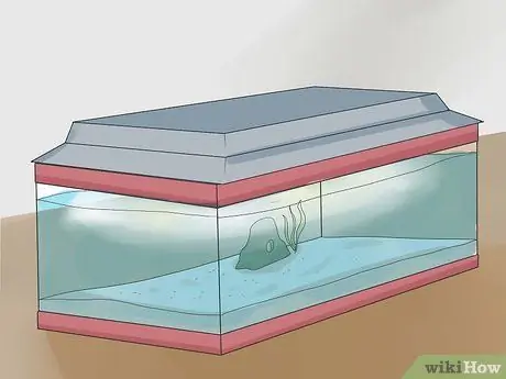 Set up a Tropical Freshwater Aquarium Step 11