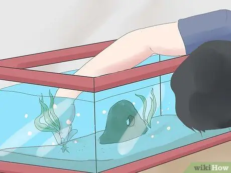 Set up a Tropical Freshwater Aquarium Step 15