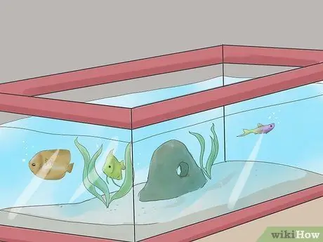 Set up a Tropical Freshwater Aquarium Step 16