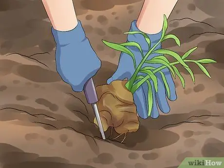 Grow a Ginger Plant Step 12