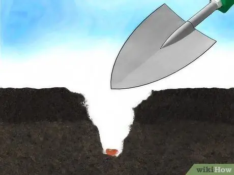 Create a Vegetable Garden Step 7