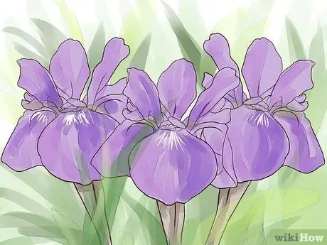 Grow Iris Krok 1