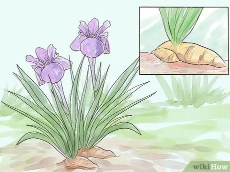 Grow Iris Step 10