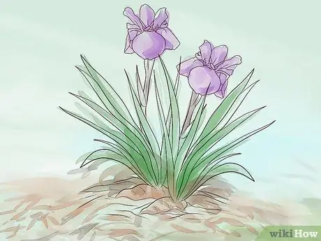 Grow Iris Βήμα 12