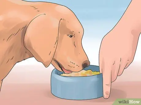 Treat Dog Diarrhea Step 6