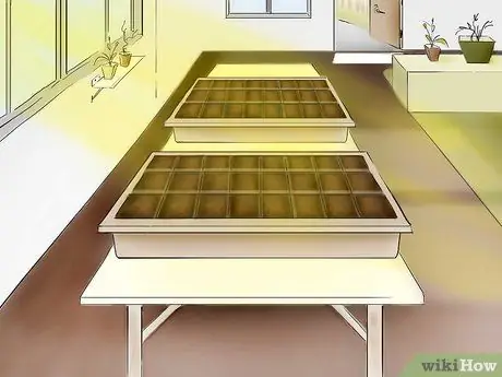 Plant Tomatoes from Seed Step 18