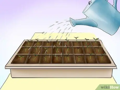 Plant Tomatoes from Seed Step 19