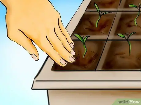 Plant Tomatoes from Seed Step 20