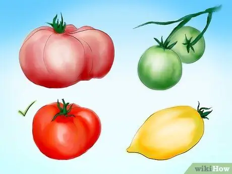 Tanam Tomato dari Benih Langkah 2