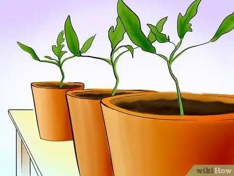 Plant Tomatoes from Seed Step 21