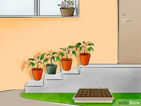 Plante tomates da semente, etapa 22