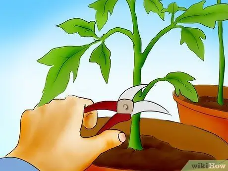 Plant Tomatoes from Seed Step 23