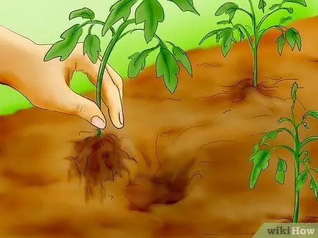 Plant Tomatoes from Seed Step 28