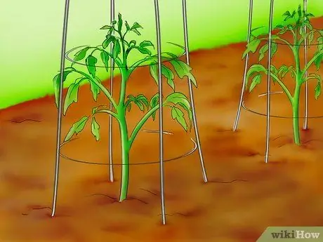 Plante tomates da semente, etapa 29