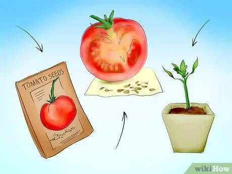 Plant Tomatoes from Seed Step 3