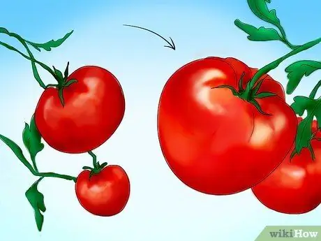 Tanam Tomato dari Benih Langkah 5