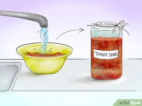 Tanam Tomato dari Benih Langkah 8