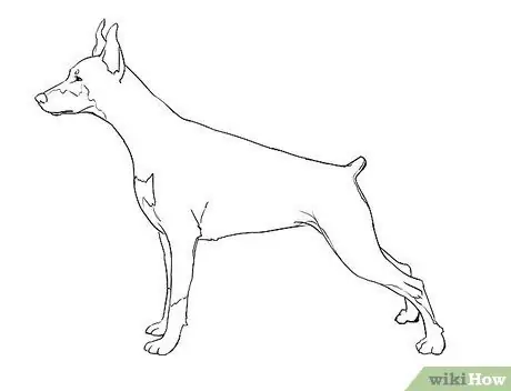 Disegna un cane realistico Passaggio 4