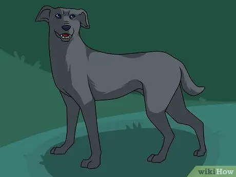 Disegna un cane Passaggio 13