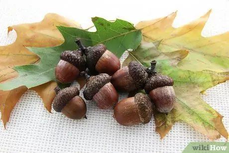 Dry Acorns for Crafts Step 1