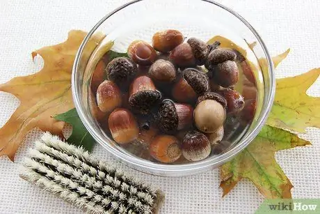 Dry Acorns for Crafts Step 2