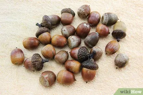 Dry Acorns for Crafts Step 3