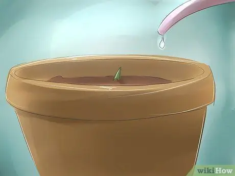 Plant Dragon Fruit Step 6