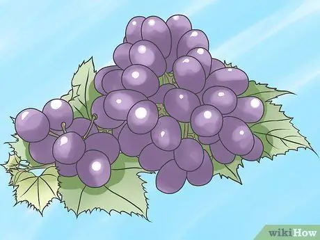 Grow Grape Vines - Etapa 12