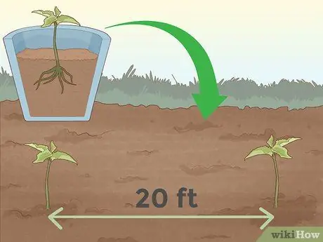 Plante Sementes de Cereja Etapa 16