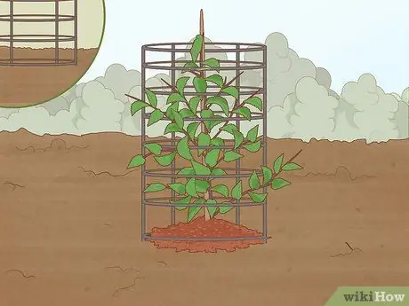 Plante Sementes de Cereja Etapa 18