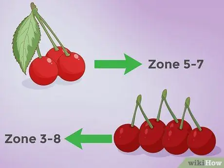 Plantă semințe de cireșe Pasul 2