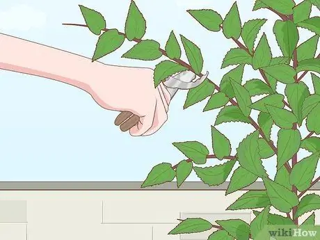 Plante Sementes de Cereja Etapa 20