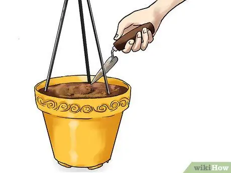 Grow Cucumbers in Pots Step 16