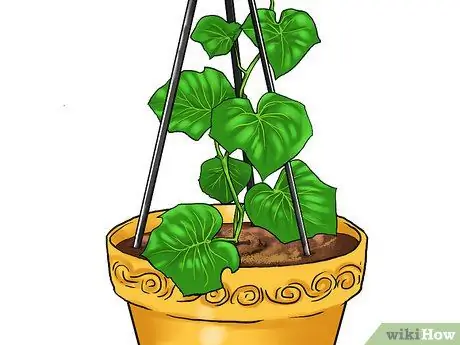 Grow Cucumbers in Pots Step 19