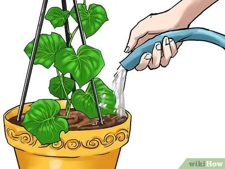 Grow Cucumbers in Pots Step 21