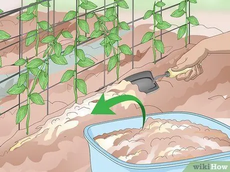 Grow Sugar Snap Peas ขั้นตอนที่ 11