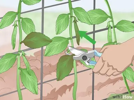 Grow Sugar Snap Peas ขั้นตอนที่ 12