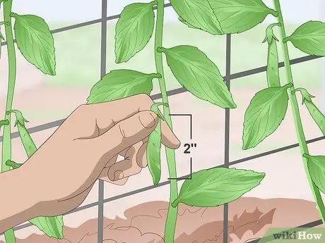 Grow Sugar Snap Peas ขั้นตอนที่ 14