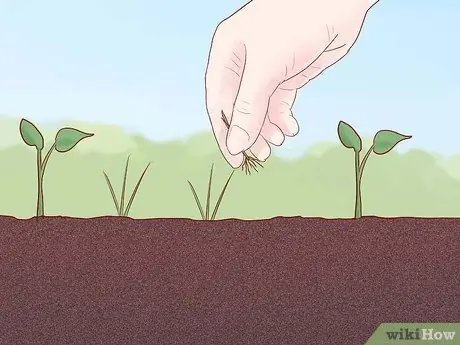 Grow Zucchini Step 8