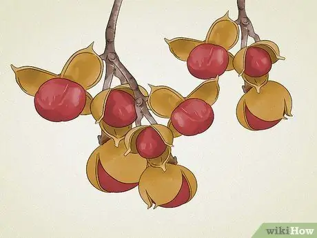 Identify Common Poisonous Berries in North America Step 11