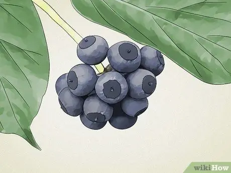 Identify Common Poisonous Berries in North America Step 13