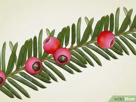 Identify Common Poisonous Berries in North America Step 14