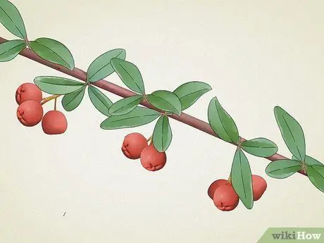 Identify Common Poisonous Berries in North America Step 18