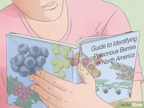 Identify Common Poisonous Berries in North America Step 6