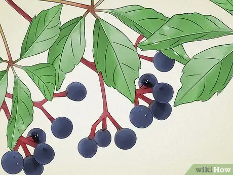 Identify Common Poisonous Berries in North America Step 9