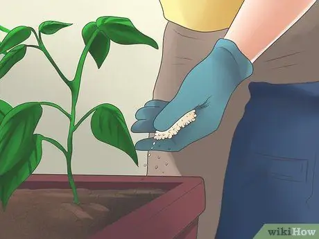 Grow Bell Peppers Step 10