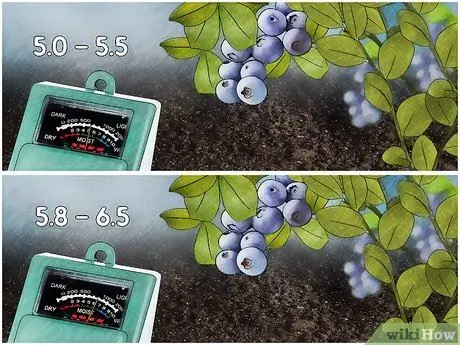 Adjust Soil pH Step 3