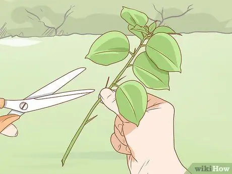 Διαδώστε το Bougainvillea Βήμα 2