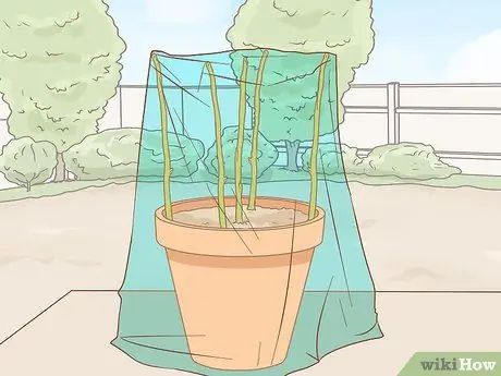 Propagate Bougainvillea Step 7